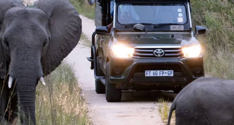 Véhicule de safari circulant sur une piste en terre flanqué étroitement par deux grands éléphants de chaque côté.