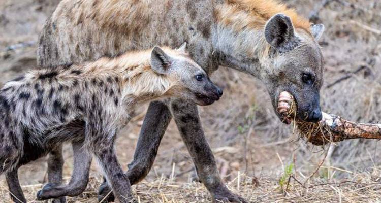 Un hyène adulte portant un os de jambe charnu suivi de près par un juvénile curieux dans un buisson aride.