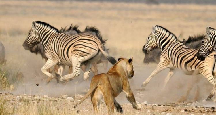 Scène dramatique d'une lionne chassant un troupeau de zèbres soulevant la poussière à travers les plaines arides.