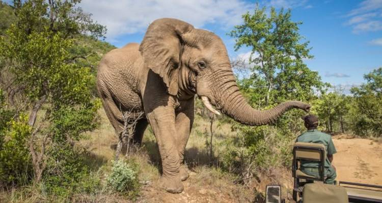 Großer afrikanischer Elefant, der sich einem offenen Safarigefährt auf einer Feldwegstrecke im Busch nähert
