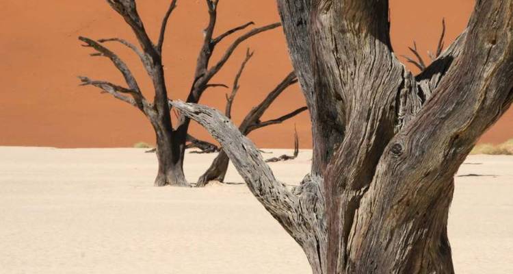 Árboles blanqueados y muertos se alzan en el piso del desierto blanco contra un fondo de dunas de un naranja profundo.