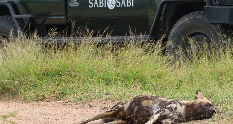 Un lycaon africain mort gisant sur la piste avec un véhicule de safari de Sabi Sabi à l'arrière.