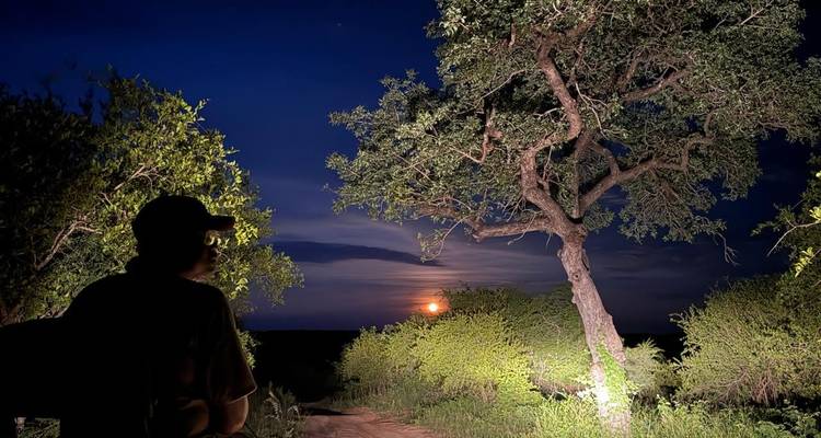 Un silhouette de safari nocturne observe une lune pleine brillante se lever au-dessus de la brousse, un projecteur illuminant un arbre noueux.
