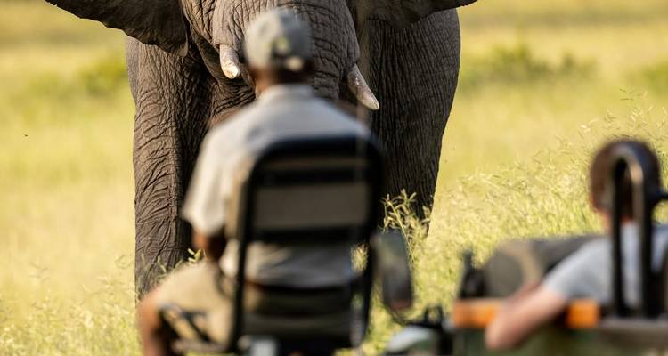 Gros plan d'un éléphant sauvage face à un véhicule de safari, guides et clients observant depuis les sièges du premier plan flous.