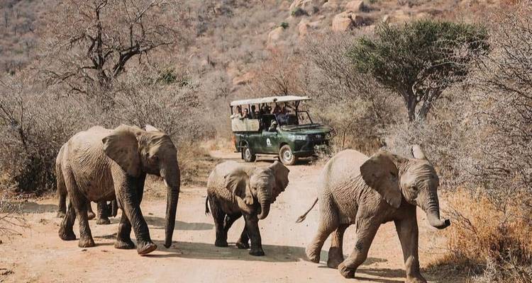 Cuatro elefantes, incluyendo una cría, cruzan un camino de tierra mientras un vehículo safari verde se detiene detrás de ellos en medio de un paisaje de arbustos secos.