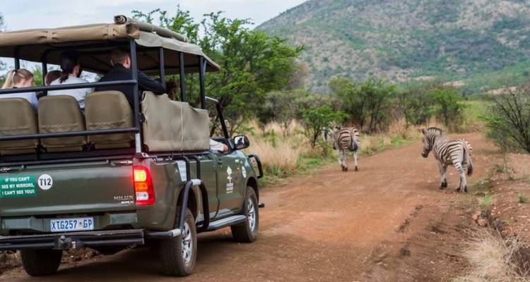 Camión de safari al aire libre que conduce por un camino de tierra hacia cebras que pastan con colinas verdes de fondo.