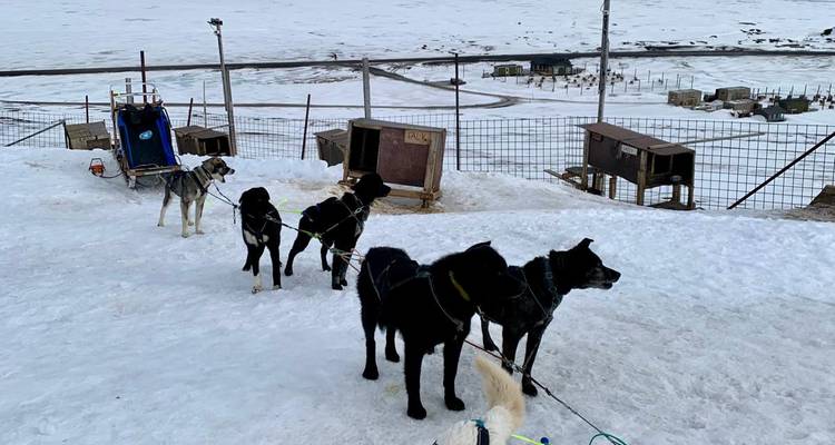 Perros de trineo preparados esperando en una zona de perrera nevada sobre la costa de un fiordo.