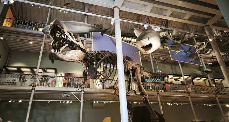 Esqueleto de dinosaurio y tiburones modelo suspendidos en el salón principal de un museo de historia natural.