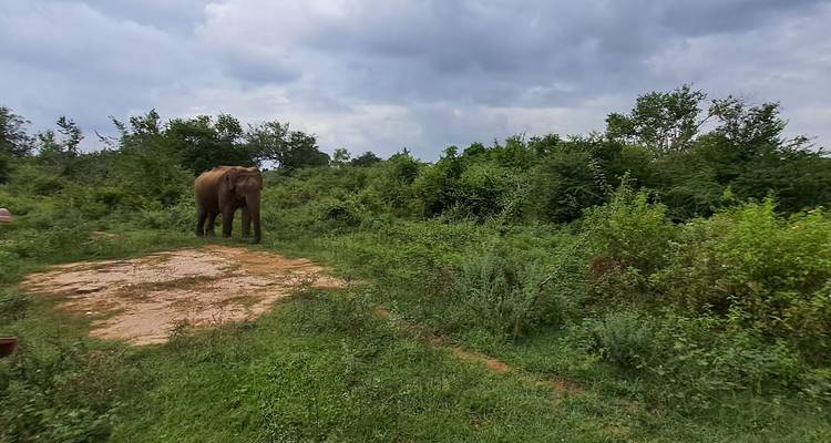 Un elefante asiático salvaje se para solo en un camino herboso en una reserva de caza exuberante bajo un cielo gris y nublado.