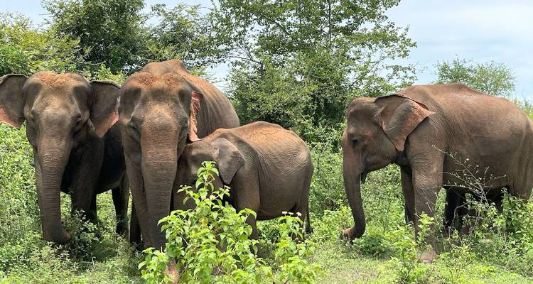 Grupo de cuatro elefantes pastan entre arbustos verdes y densos en la naturaleza de Sri Lanka en un día soleado.