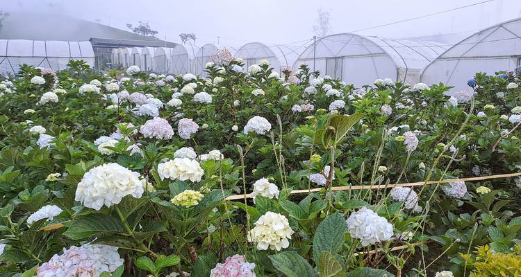 Filas de hortensias blancas y de tonos pastel en flor llenan un complejo de invernaderos envuelto en niebla en las tierras altas.