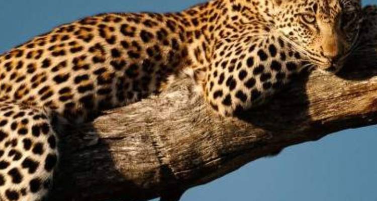 Leopardo descansando en una rama de árbol mirando intensamente bajo la luz del atardecer