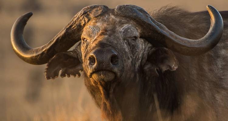 Retrato en primer plano del búfalo del Cabo destacando sus enormes cuernos al atardecer