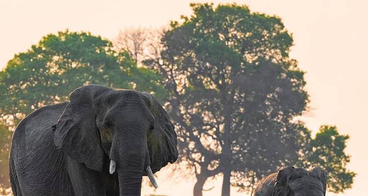 Dos elefantes africanos están parados en la sabana abierta con árboles grandes y frondosos recortados contra un cielo pastel.