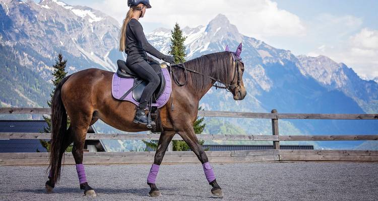 Promenades équestres à cheval bai avec équipement pourpre sur fond de montagnes alpines