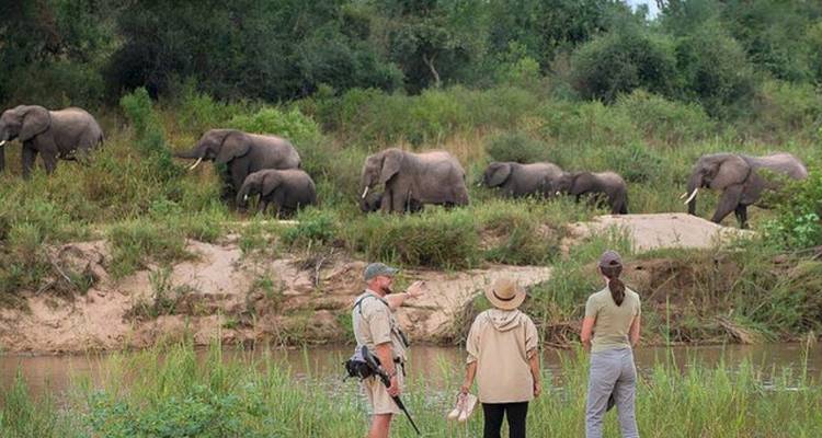 Los guías y huéspedes observan una fila de elefantes cruzando la orilla del río durante un safari a pie.