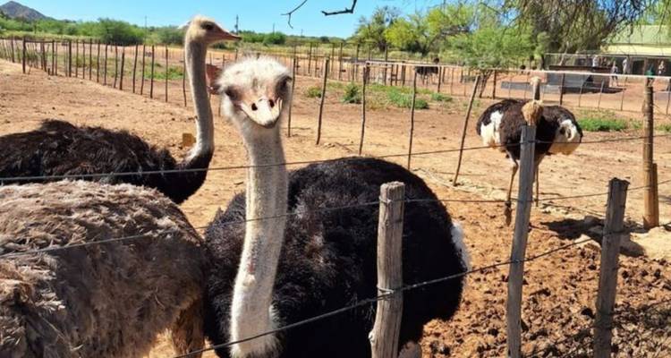 Unos avestruces curiosos asoman la cabeza por encima de una cerca en un polvoriento corral de granja.