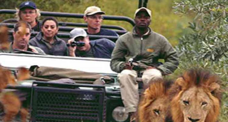 Imagen borrosa de turistas en un safari en un vehículo acercándose a dos leones machos.