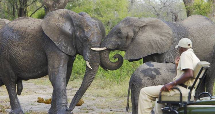 Dos elefantes africanos entrelazan sus trompas frente a un guardabosque en un vehículo de safari.