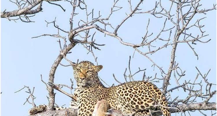 Un leopardo descansa en una rama de árbol desnuda bien alto contra un cielo azul pálido.