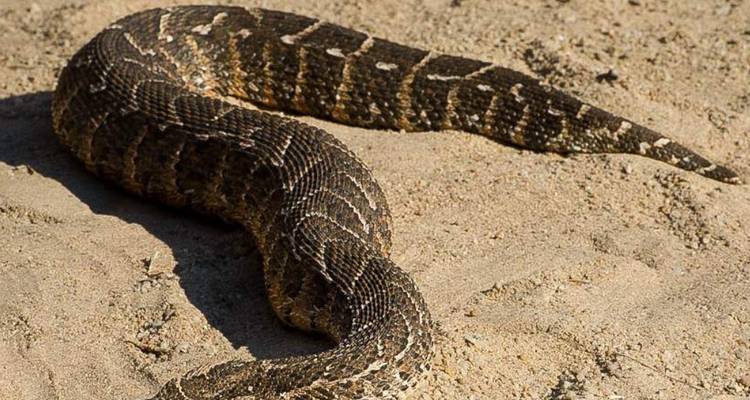 Una serpiente víbora bufadora se enrolla en terreno arenoso bajo la luz solar brillante.
