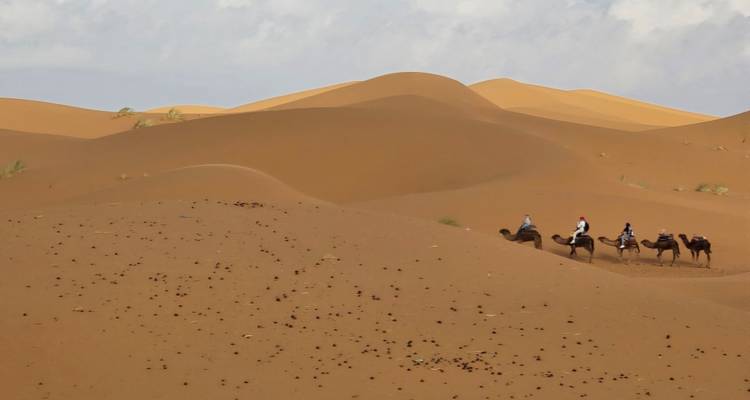 Una pequeña caravana de camellos atraviesa dunas de arena intactas dejando suaves huellas atrás.