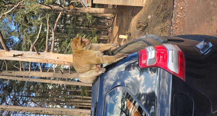 Un loro macao de Berbería se posa en el techo de un auto estacionado en una zona de estacionamiento en un bosque de pinos.