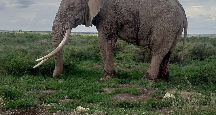 Ein ragender Elefant mit imposanten Stoßzähnen steht allein auf grünen Ebenen unter einem düsteren Himmel.