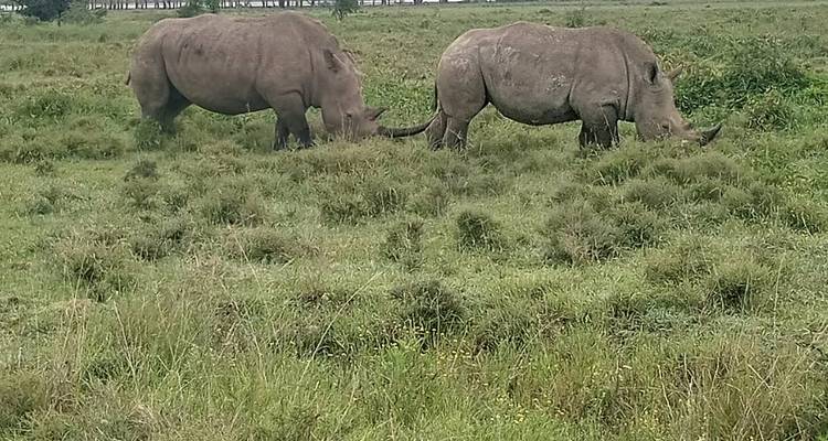 Zwei Nashörner grasen ruhig auf einer Weide mit rauem Gras und niedrigen Sträuchern.