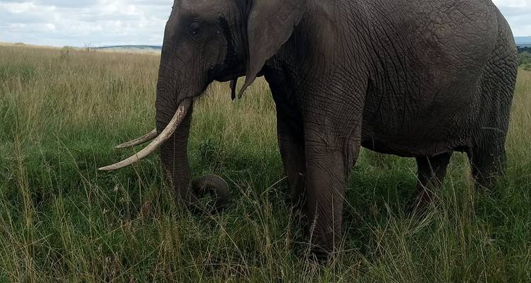 Ein afrikanischer Elefant mit geschwungenen Stoßzähnen äst in hohem goldenem Gras unter einem leicht bewölkten Himmel.