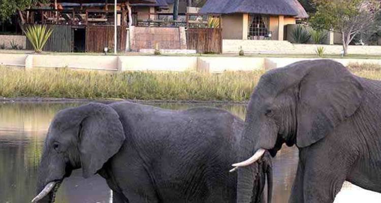 Zwei afrikanische Elefanten mit langen Stoßzähnen stehen neben einem spiegelnden Wasserloch vor einer strohgedeckten Safari-Lodge.