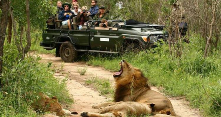 Ein gähnender männlicher Löwe und eine Löwin ruhen sich auf einer Schotterpiste aus, während Touristen sie von einem grünen Safari-Jeep aus fotografieren.
