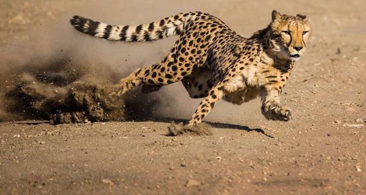 Ein Gepard bricht in einen Sprint aus und wirbelt Staubwolken über die offene Ebene auf.