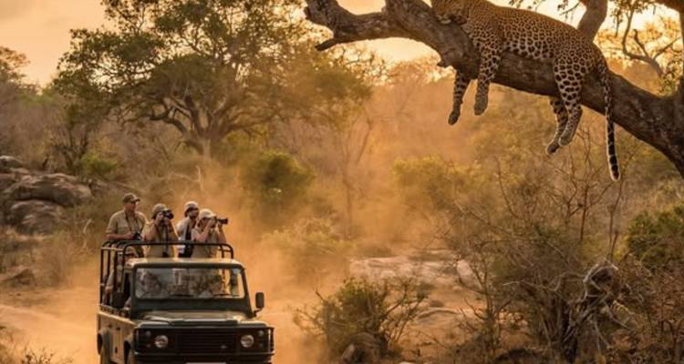 Open safariauto die een luipaard fotografeert dat lui op een boomtak ligt tijdens een stoffige zonsondergang