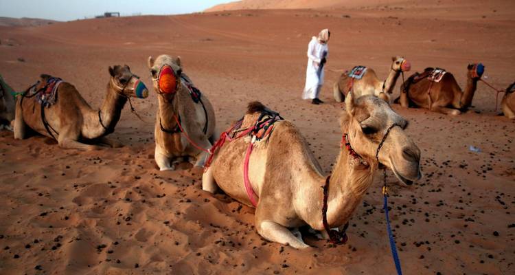 Kamelenkaravaan die rust op oranje woestijnzand met verzorger op de achtergrond