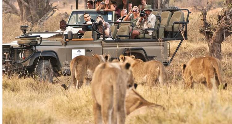 Turistas en un jeep de safari fotografían un grupo de leones caminando por las tierras secas.