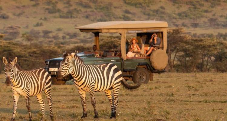 Las cebras pastan cerca de un vehículo de safari mientras los huéspedes observan desde el techo abierto.