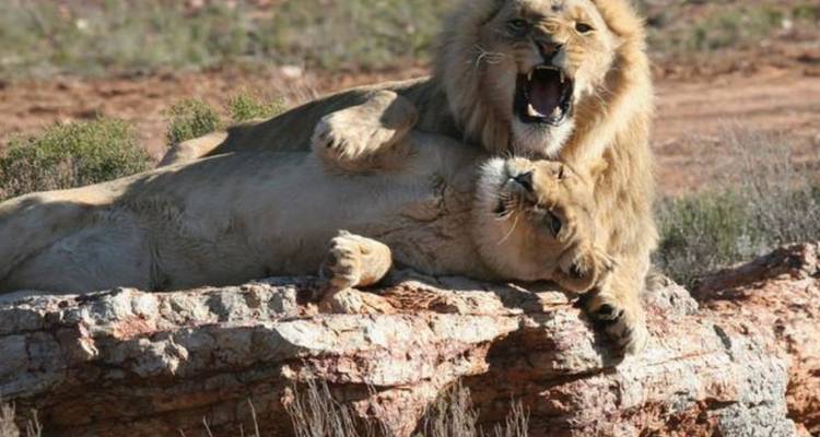 Dos leones juegan a pelearse en una roca saliente, uno rugiendo fuertemente con las mandíbulas abiertas.