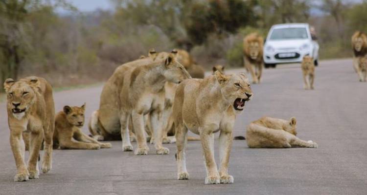 Un gran grupo de leones ocupa una carretera pavimentada mientras un coche espera a la distancia.