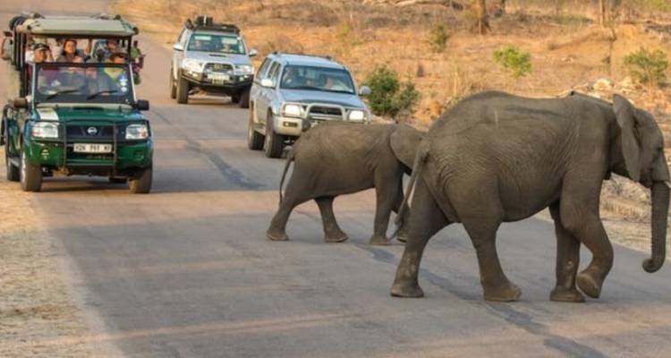 Un rebaño de elefantes cruza una carretera de alquitrán mientras vehículos de safari con turistas observan.