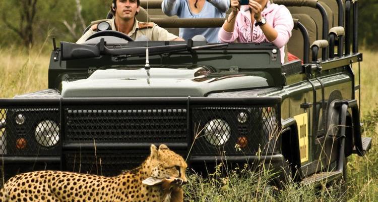 Un guepardo se sienta en el pasto alto junto a un Land Rover de safari abierto mientras turistas emocionados toman fotos.