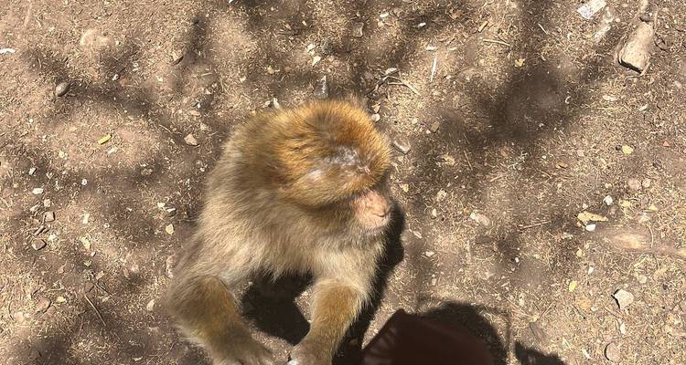 Dichtbij gezicht van een Berbijaper zittend op stoffige grond in gefiltreerd licht