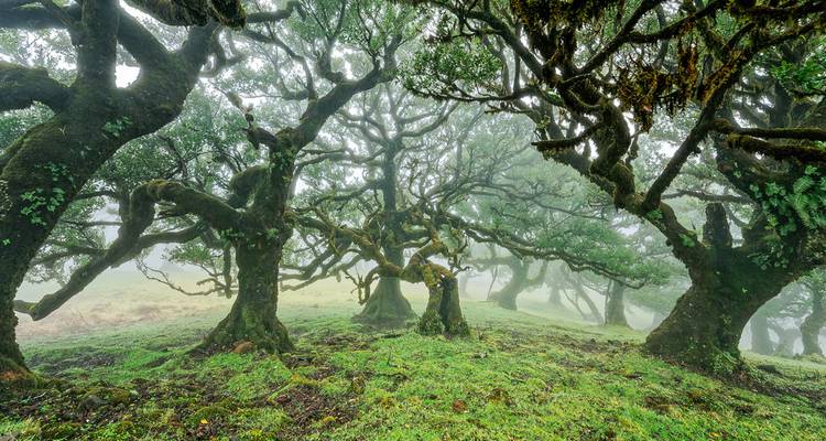 Verzauberter Lorbeeerwald in Nebel gehüllt mit moosbedeckten gewundenen Bäumen.