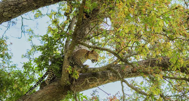 Leopard perched high in a leafy tree scanning the savannah below