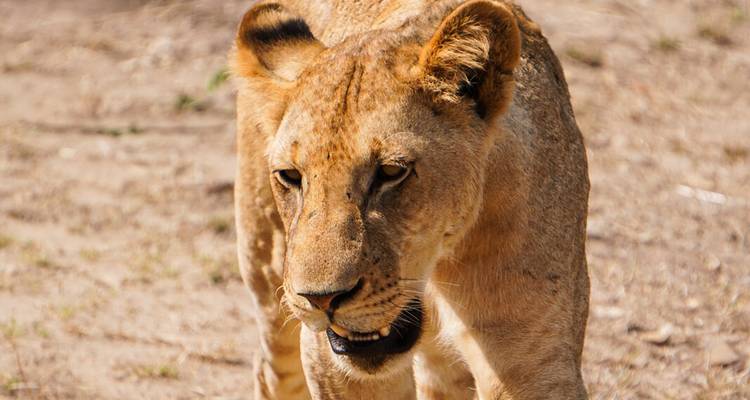 Close-up of alert lioness walking across dry ground in sunshine