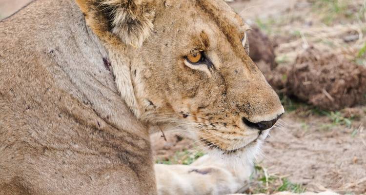 Resting lioness with intense amber eyes lying on the ground