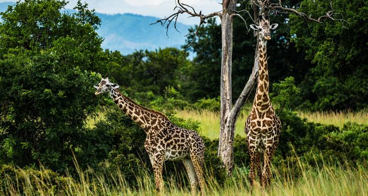 Two tall giraffes standing among green bushland with distant hills