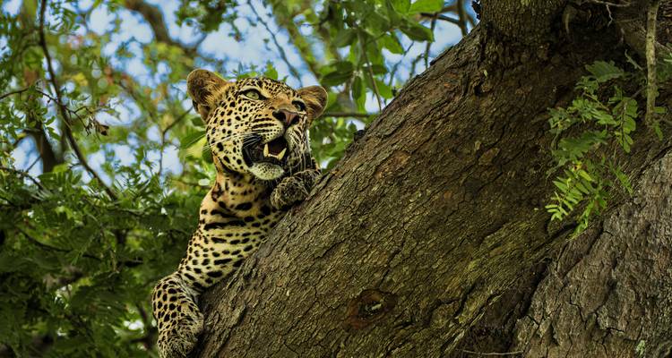 Leopard lying on tree trunk snarling with greenery and sky behind