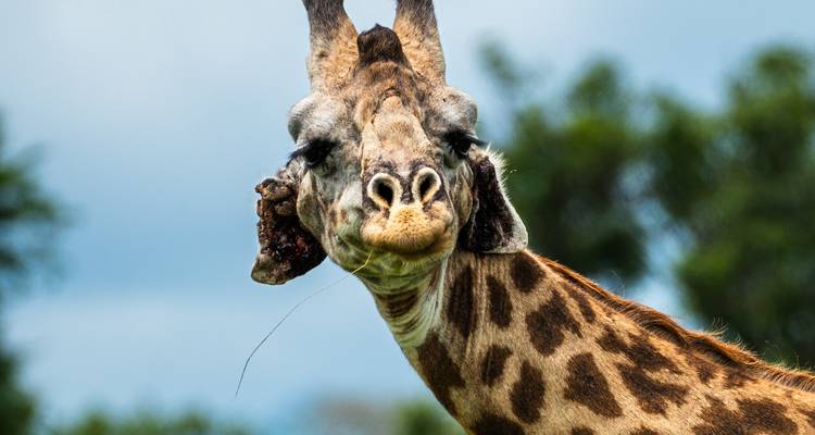 Portrait of giraffe head and neck against blurred green background