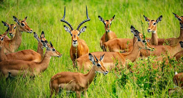 Herd of impalas grazing in lush green grassland, dominant male with curved horns in center